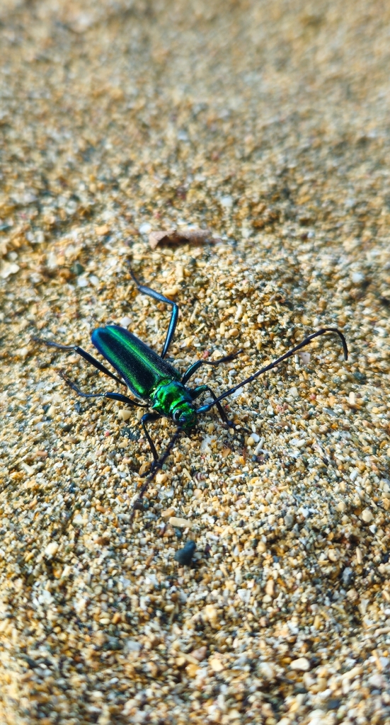 Xystochroma chloropus