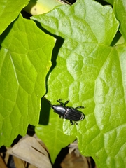 Odoiporus longicollis