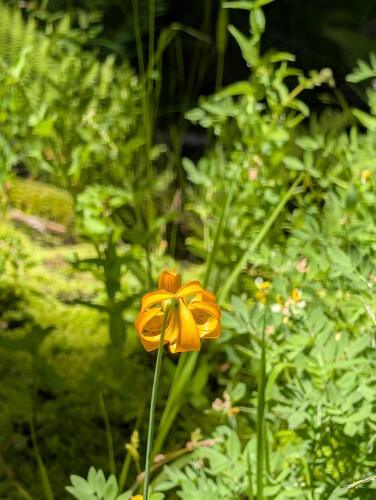 Lilium kelleyanum, photograph 3