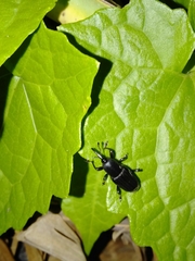 Odoiporus longicollis