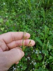 Juncus dichotomus