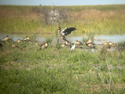 iNaturalist: (c) Chris Hughes, some rights reserved (CC BY-NC), uploaded by Chris Hughes iNaturalist image