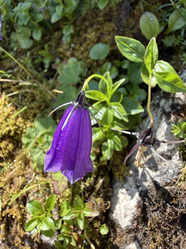 Campanula pulla, photograph 1
