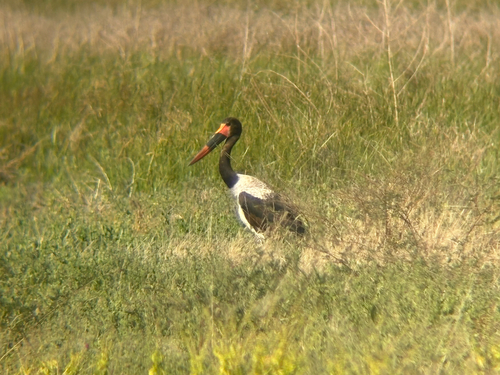 iNaturalist: (c) Chris Hughes, some rights reserved (CC BY-NC), uploaded by Chris Hughes iNaturalist image