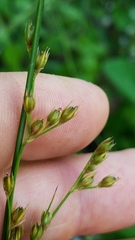 Juncus dichotomus