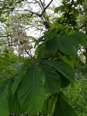 Aesculus hippocastanum