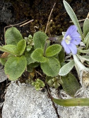 Veronica aphylla, photograph (c) Thomas Ebner, some rights reserved (CC BY)