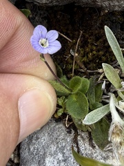 Veronica aphylla, photograph (c) Thomas Ebner, some rights reserved (CC BY)