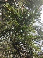 Picea abies
