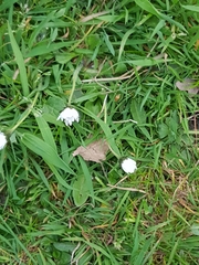 Bellis perennis