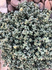 Corpuscularia lehmannii