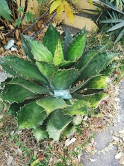Agave cupreata