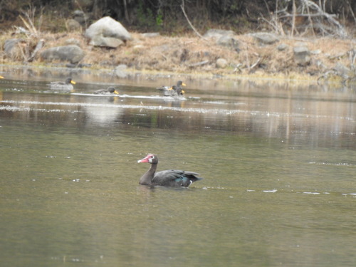 iNaturalist image