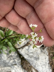 (c) Thomas Ebner, some rights reserved (CC BY) Valeriana saxatilis, photograph (c) Thomas Ebner, some rights reserved (CC BY)