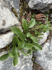 Valeriana saxatilis, photograph (c) Thomas Ebner, some rights reserved (CC BY)