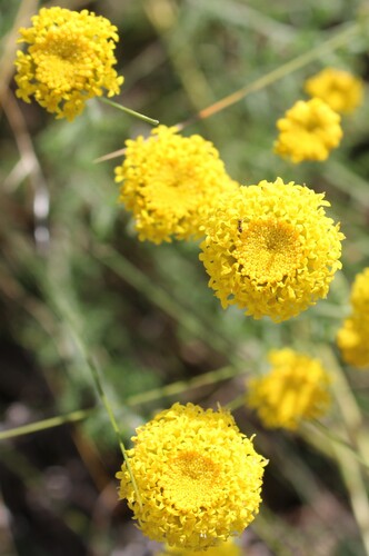 Santolina chamaecyparissus