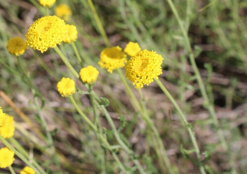 Santolina chamaecyparissus