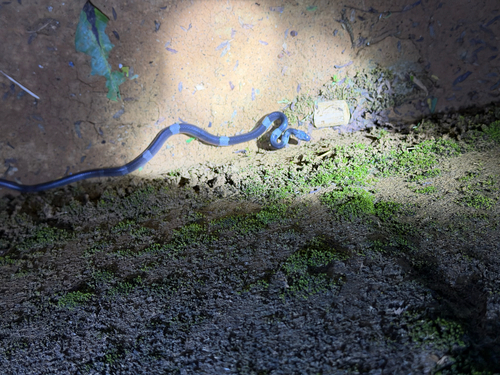 Indochinese Banded Wolf Snake