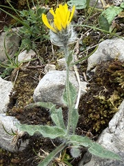 Hieracium villosum, photograph (c) Thomas Ebner, some rights reserved (CC BY)