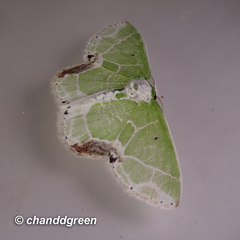 Protuliocnemis castalaria