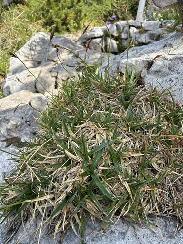 Carex firma, photograph 2