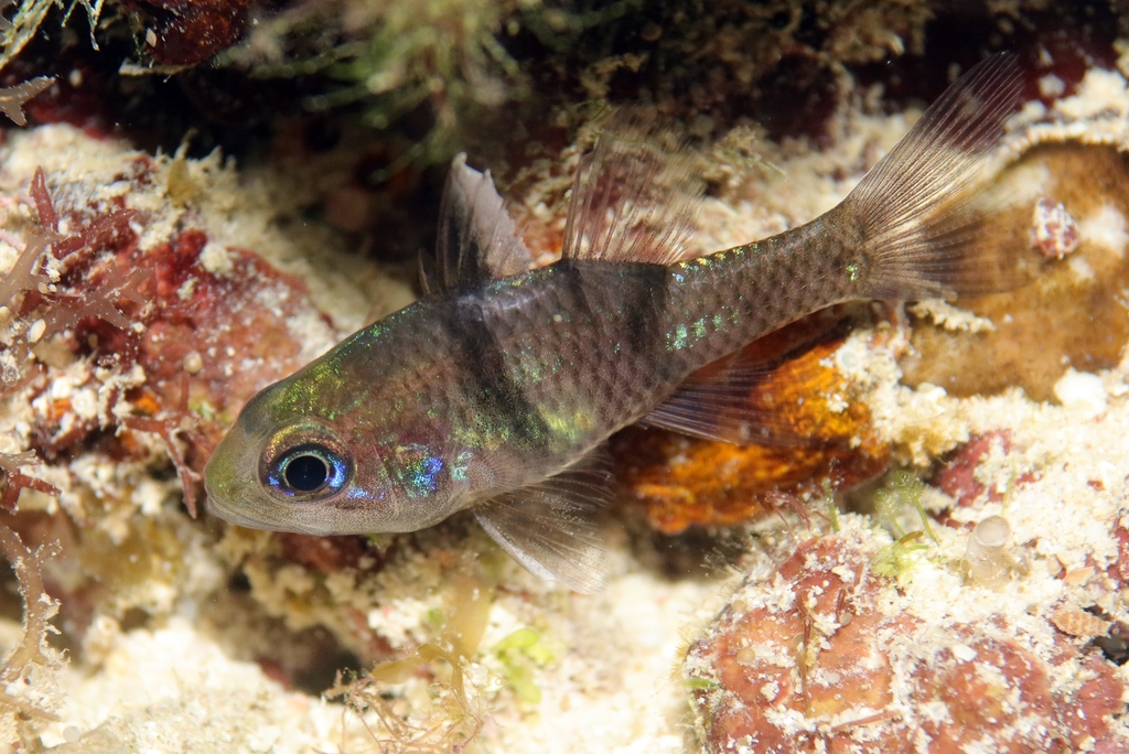 Cardinalfish (Pristicon trimaculatus) — Apogonidae