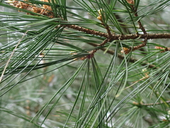Pinus morrisonicola