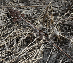 Hylotelephium verticillatum