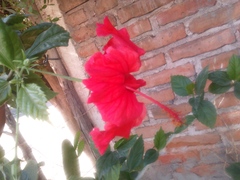Hibiscus