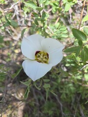 Calochortus nuttallii, photograph author not stated, no rights reserved