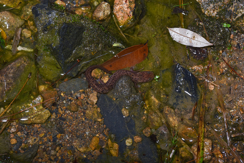 Northeastern Paddle-tailed Newt