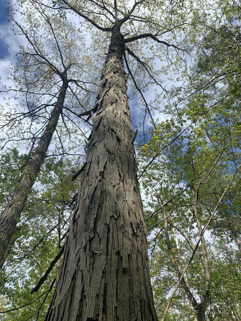 shagbark hickory from US29 N, Charlottesville, VA, US on April 27
