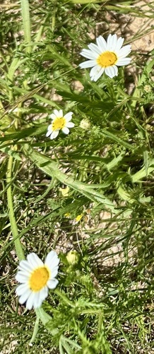 Cladanthus mixtus, photograph 3