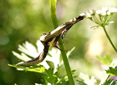 Meskea dyspteraria