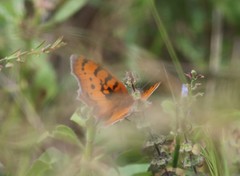 Catacroptera cloanthe cloanthe