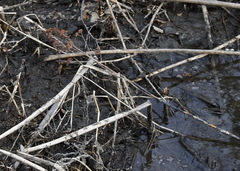 Hylotelephium verticillatum