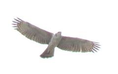 Nisaetus cirrhatus limnaeetus