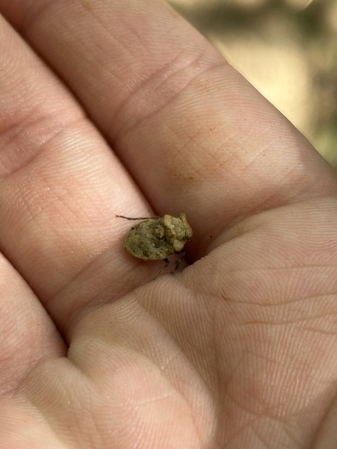 Gelastocoris rotundatus