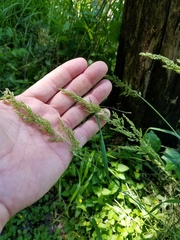 Sphenopholis obtusata