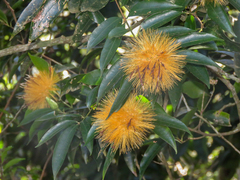 Stifftia chrysantha, photograph (c) Diogo Luiz, some rights reserved (CC BY)