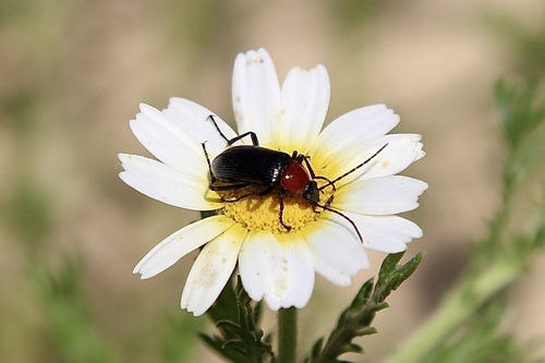 Cladanthus mixtus, photograph 2