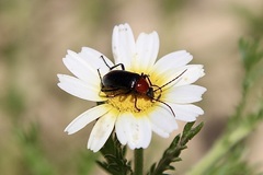 Cladanthus mixtus, photograph (c) Rui Ribeiro, some rights reserved (CC BY)