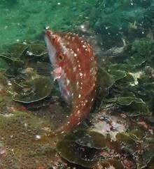 Pteragogus enneacanthus