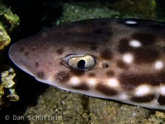 Atelomycterus erdmanni