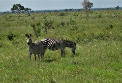Equus quagga crawshayi