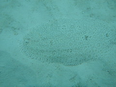 Pardachirus marmoratus