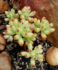 Sedum pachyphyllum