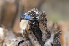Cinereous Vulture photo 3