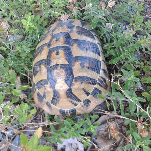 Hermann's Tortoise