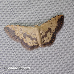 Idaea phaeocrossa